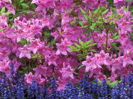 425891 (a): :1600x1200